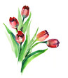 Watercolor -Red Tulips- Watercolor -Red Tulips-