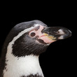 Foto: Pinguin Pinguin