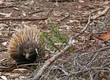 Echidna
