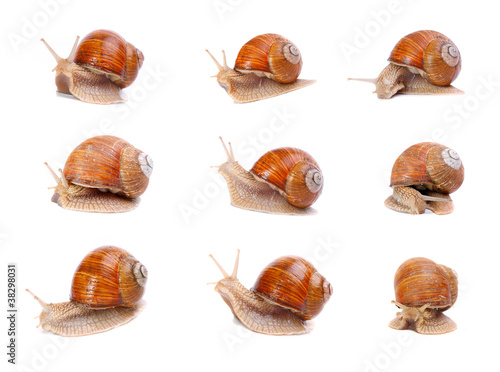 Photo: Collection of the garden snails in different position. Collection of the garden snails in different position.
