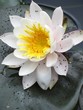 nénuphar
