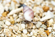 Hermit Crab Hermit Crab