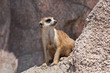 Meerkat.