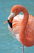 Pink Flamingo.