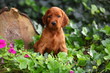 Irish Setter Sitting in Ivy