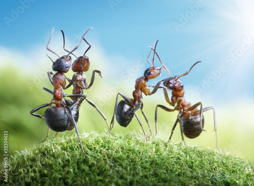 Photo: dancing (ants know to play games, scientific fact) dancing (ants know to play games, scientific fact)