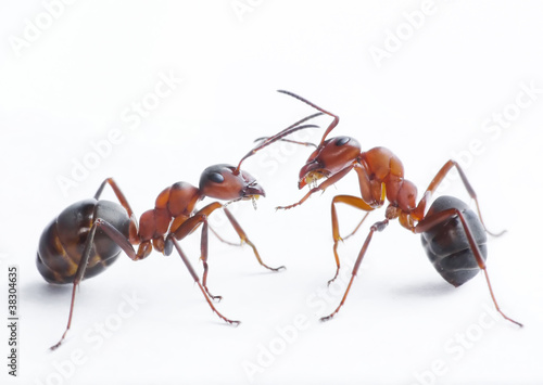 Photo: ants playing ants playing