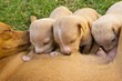 female dog breast feeding litter of three cute puppies