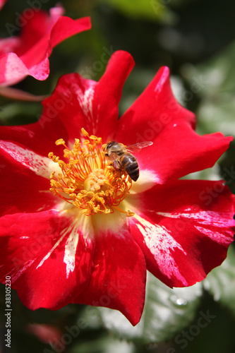 Photo: Honey bees gathering pollen and pollenating flowers Honey bees gathering pollen and pollenating flowers