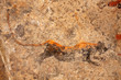 Bushmen rock painting of a leopard, South Africa