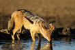 Black-backed Jackal drinking, Kalahari, South Africa