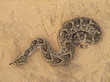A poisonous puff adder (Bitis arietans) snake A poisonous puff adder (Bitis arietans) snake