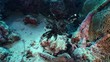 poissons lion - pterois volitens