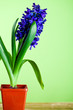 hyacinth blossom in pot hyacinth blossom in pot