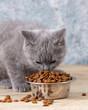 kitten eating