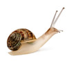 Garden Snail, Helix aspersa, in front of white background Garden Snail, Helix aspersa, in front of white background