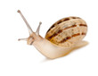 Garden Snail, Helix aspersa, in front of white background Garden Snail, Helix aspersa, in front of white background