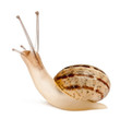 Garden Snail, Helix aspersa, in front of white background Garden Snail, Helix aspersa, in front of white background