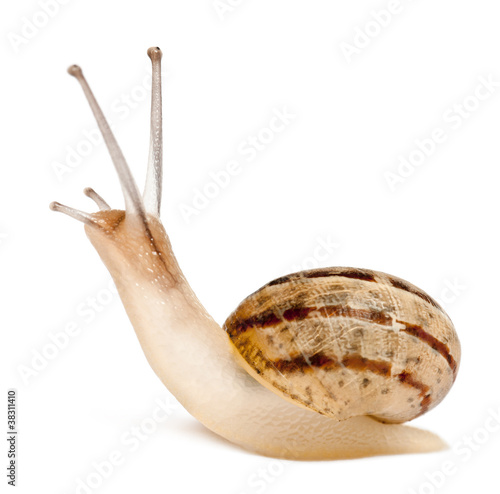 Photo: Garden Snail, Helix aspersa, in front of white background Garden Snail, Helix aspersa, in front of white background