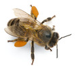 Western honey bee or European honey bee, Apis mellifera Western honey bee or European honey bee, Apis mellifera