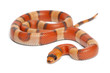 Tricolor hypomelanistic Honduran milk snake Tricolor hypomelanistic Honduran milk snake