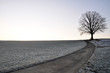 einsamer Baum im Winter