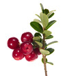 isolated large red cowberries