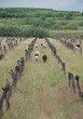Photo: Sheep Amongst Derelict Grape Vines Sheep Amongst Derelict Grape Vines
