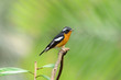 male mugimaki flycatcher