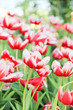 Colorful tulips in the garden
