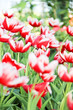 Colorful tulips in the garden