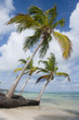 palmtree