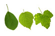 leaves on isolated leaves on isolated