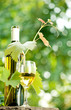 Foto: White wine bottle, young vine and glass White wine bottle, young vine and glass
