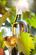 Foto: White wine bottle, young vine and glass White wine bottle, young vine and glass