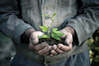 Foto: Man hands holding a green young plant Man hands holding a green young plant