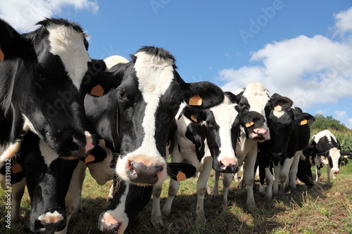 Foto: Line Of Black And White Holstein Dairy Cows Line Of Black And White Holstein Dairy Cows