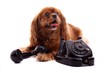 Hund Cavalier freut sich über Telefongespräch