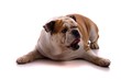 liegender Hund englische Bulldogge