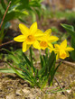 Photo: yellow daffodils yellow daffodils