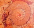 Fossil