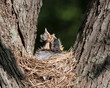Three Robins in a Nest