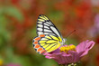 Orange yellow Gull butterfly attracted by zinnia flower