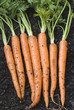Fresh harvested carrots Fresh harvested carrots