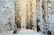 Foto: winter birch woods in morning light winter birch woods in morning light