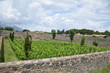 Pompeii - vines and sky, Campania, Italy