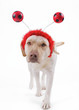 verkleideter Hund