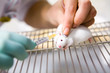 Vaccine test on laboratory mouse, injection
