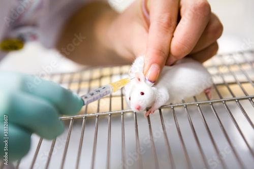 Photo: Vaccine test on laboratory mouse, injection Vaccine test on laboratory mouse, injection