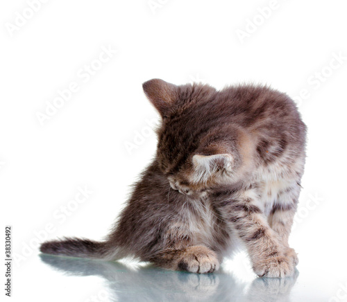 Photo: Beautiful gray kitten isolated on white Beautiful gray kitten isolated on white
